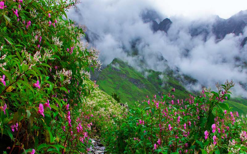 Valley of Flowers
